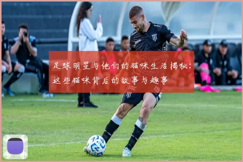 足球明星与他们的猫咪生活揭秘：这些猫咪背后的故事与趣事